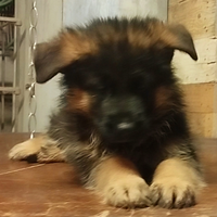 Cuccioli di pastore tedesco