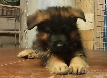 Cuccioli di pastore tedesco