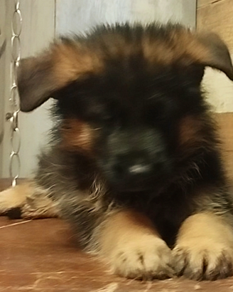 Cuccioli di pastore tedesco