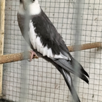 Pappagalli