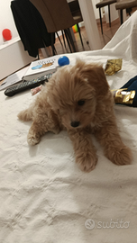 Vendita maltipoo