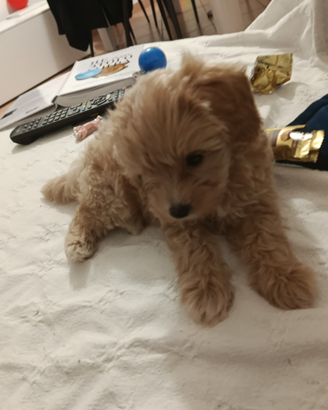 Vendita maltipoo
