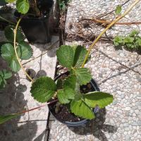 pianta di fragola Fragaria x ananassa Dulcinea