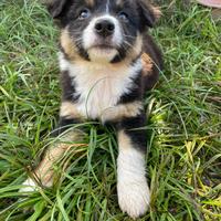 Australian Shepherd pastore australiano cucciola