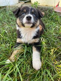 Australian Shepherd pastore australiano cucciola