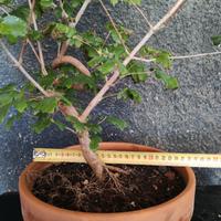 Bonsai acero