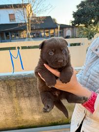 5 cuccioli di cane corso
