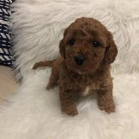 Cuccioli di barboncini mini toy maschi femmine