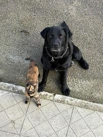 Labrador maschio per accoppiamento