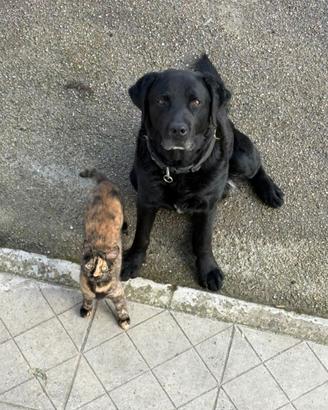 Labrador maschio per accoppiamento