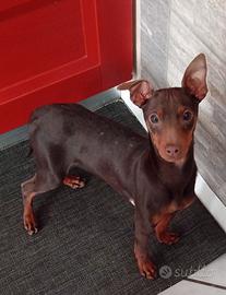 Cucciolo di Pinscher bicolore focato