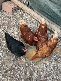 Galline