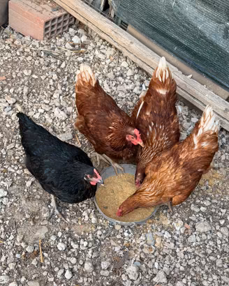Galline