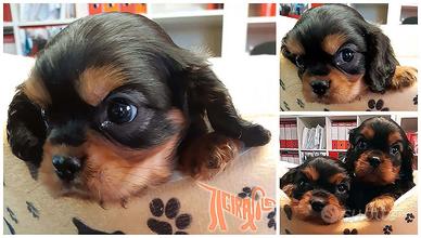 Cuccioli di CAVALIER KING CHARLES SPANIEL