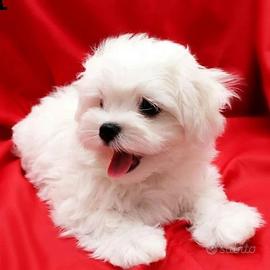 Bichon maltese hotsell mini toy