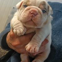 Bulldog inglesi esotici
