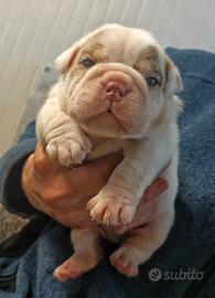Bulldog inglesi esotici