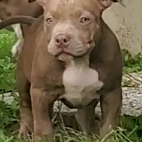 American bully pocket