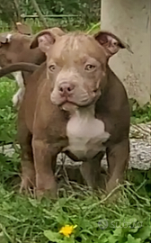 American bully pocket