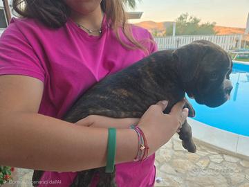 SPLENDIDO cucciolo di BOXER TIGRATO
