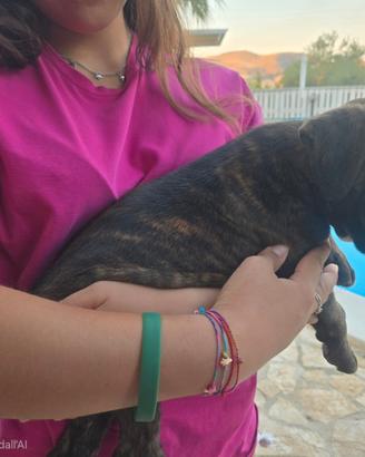 SPLENDIDO cucciolo di BOXER TIGRATO
