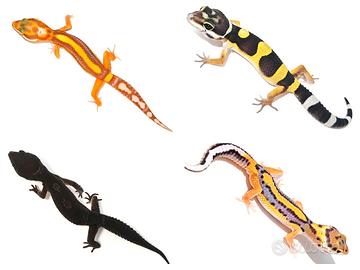 Geco leopardino Tangerine, Black Night e altri