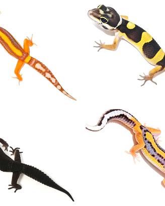 Geco leopardino Tangerine, Black Night e altri