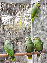 Pappagalli amazzone amazzonica