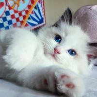 Cuccioli gatto razza ragdoll