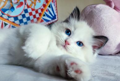 Cuccioli gatto razza ragdoll