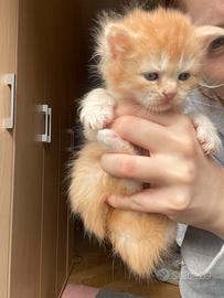 Maine coon