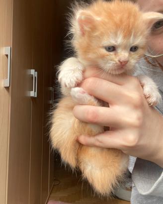 Maine coon