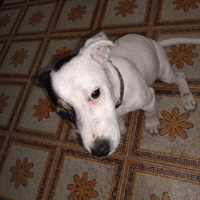 Cucciolo di jak russel