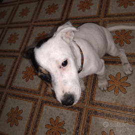 Cucciolo di jak russel