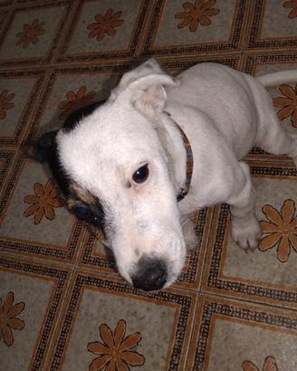 Cucciolo di jak russel