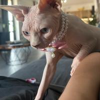 Sphynx femmina campionessa con pedigree