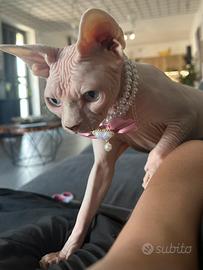 Sphynx femmina campionessa con pedigree