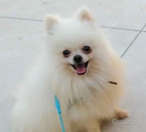 Spitz pomerania