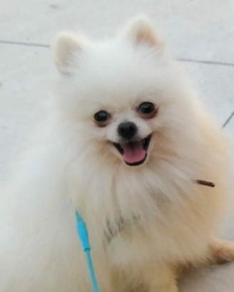 Spitz pomerania