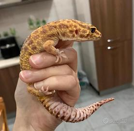 Geco leopardino femmina