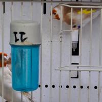 Cardellini major 2025