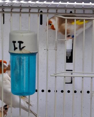 Cardellini major 2025