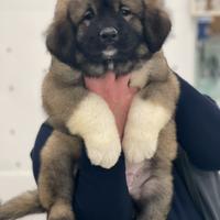Splendidi cuccioli di Pastore del Caucaso