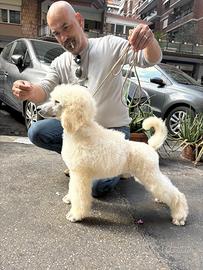 Barbone Gigante