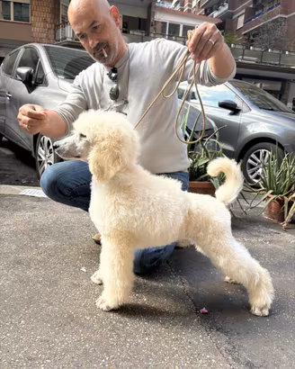 Barbone Gigante