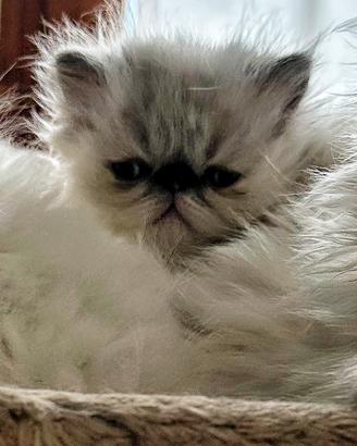 Ultimo cucciolo di persiano a pelo lungo -60 gg.