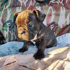 Bulldog francesi maschi