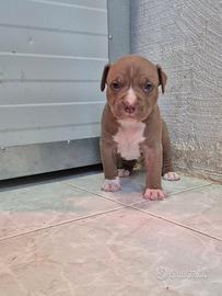 Cucciolo pitbull
