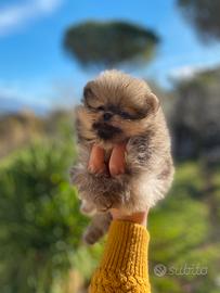 Cuccioli spitz nano Pomerania