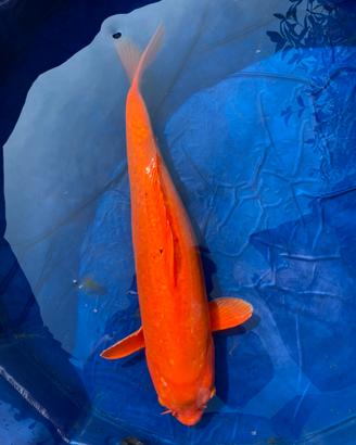 Carpa koi